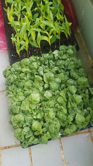 심상화님의 옥수수 · 영농일지 작성글 사진