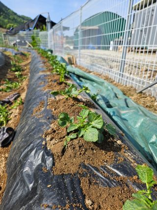 유제상님의 기타작물 · 영농일지 작성글 사진