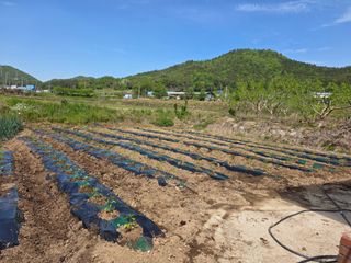 백호순(후추)님의 고추 · 영농일지 작성글 사진