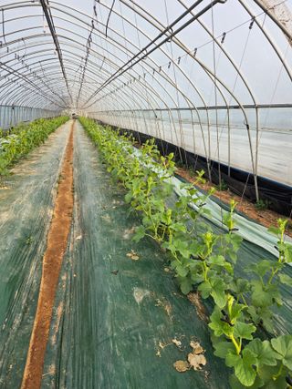 홍성규 님의 기타작물 · 영농일지 작성글 사진