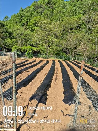 매실21434님의 기타작물 · 영농일지 작성글 사진