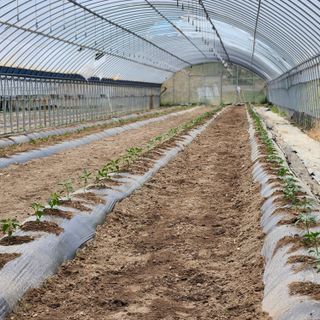 유원준님의 고추 · 영농일지 작성글 사진