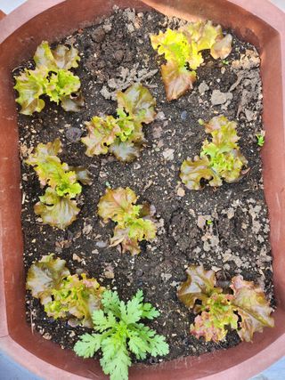 종덕이 농원님의 감자 · 영농일지 작성글 사진