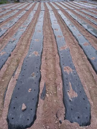 전진욱님의 기타작물 · 영농일지 작성글 사진