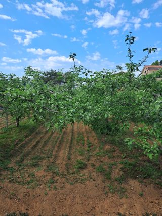 구강회님의 기타작물 · 영농일지 작성글 사진