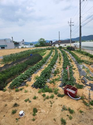 노복우님의 고추 · 영농일지 작성글 사진