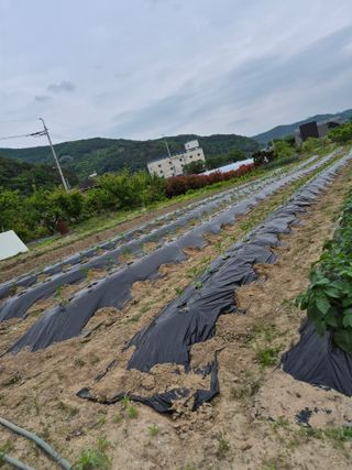 김영숙님의 고추 · 영농일지 작성글 사진