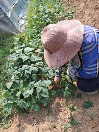 최한기님의 기타작물 · 영농일지 작성글 사진