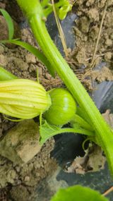 촌사리(김정대)님의 작성글 사진