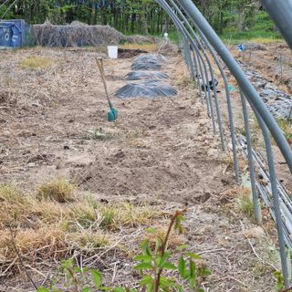 초록하늘별님의 기타작물 · 영농일지 작성글 사진