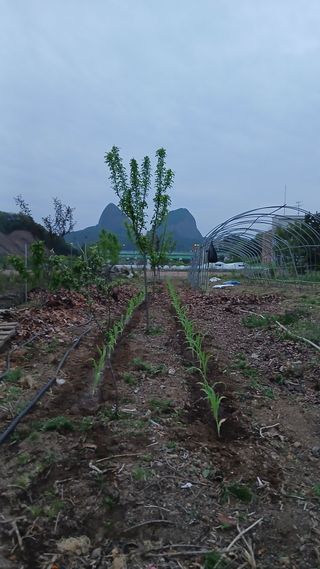 이상철님의 기타작물 · 영농일지 작성글 사진