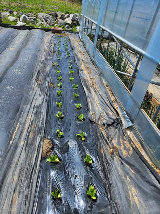 유포리아춘천님의 기타작물 · 영농일지 작성글 사진