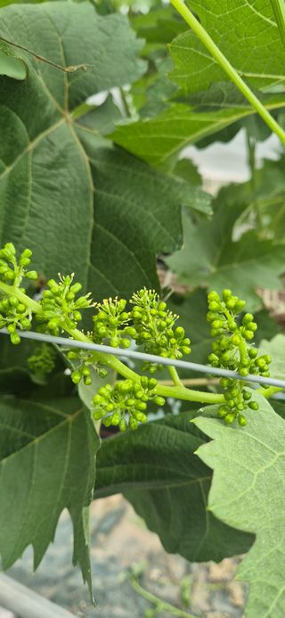 이화주님의 포도 · 영농일지 작성글 사진