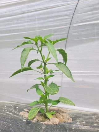 김선순(공룡자색마)님의 고추 · 영농일지 작성글 사진