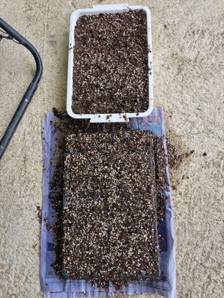 성은모님의 옥수수 · 영농일지 작성글 사진