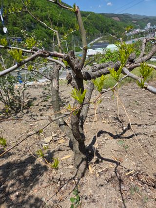 김용대님의 기타작물 · 영농일지 작성글 사진
