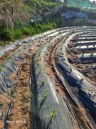 조연만님의 기타작물 · 영농일지 작성글 사진