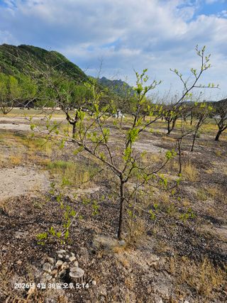 김병효님의 기타작물 · 영농일지 작성글 사진