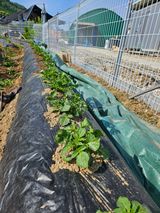 팜모닝 기타작물·영농일지 게시글 이미지