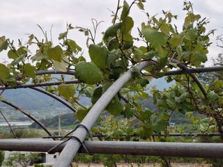 헤이쥬회원님의 포도 · 영농일지 작성글 사진