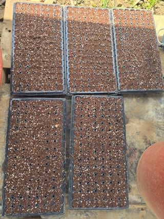 藝園님의 참깨 · 영농일지 작성글 사진