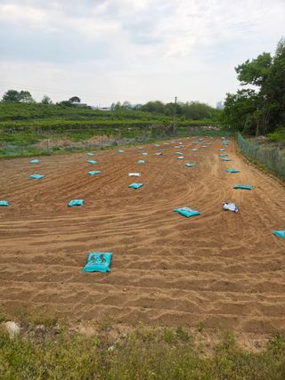 김연숙님의 기타작물 · 영농일지 작성글 사진