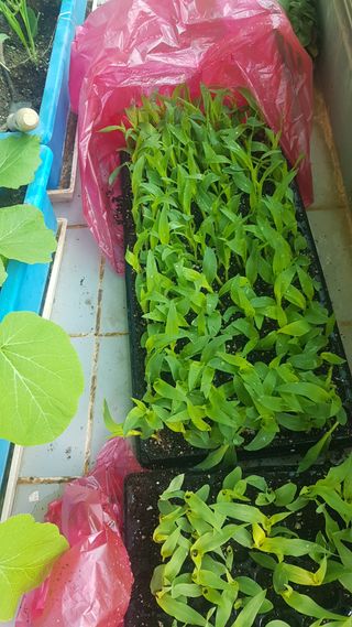 심상화님의 옥수수 · 영농일지 작성글 사진