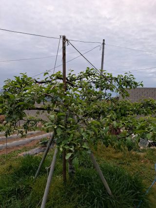 주재필님의 사과 · 영농일지 작성글 사진