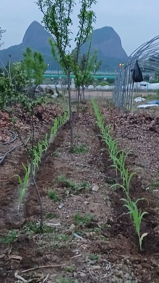 이상철님의 기타작물 · 영농일지 작성글 사진