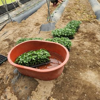 유원준님의 고추 · 영농일지 작성글 사진