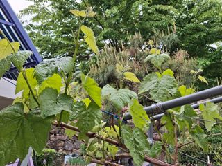 헤이쥬회원님의 포도 · 영농일지 작성글 사진