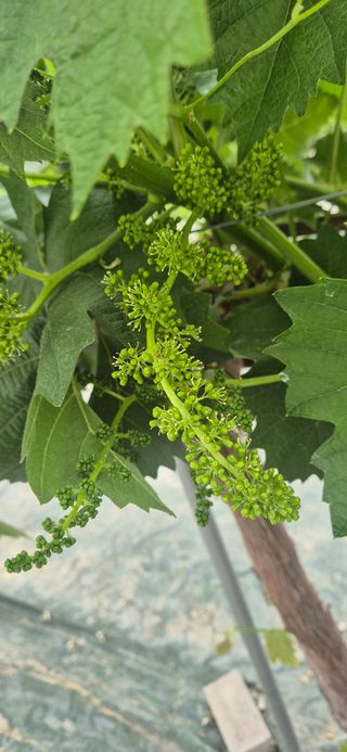 이화주님의 포도 · 영농일지 작성글 사진