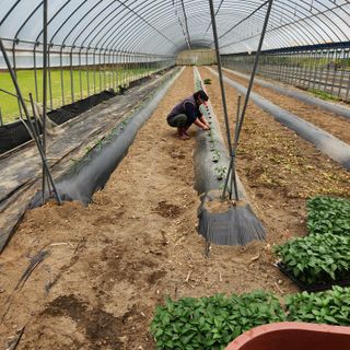 유원준님의 고추 · 영농일지 작성글 사진