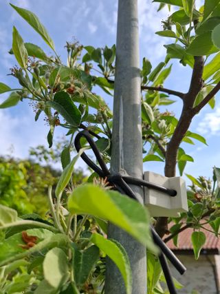 주재필님의 사과 · 영농일지 작성글 사진