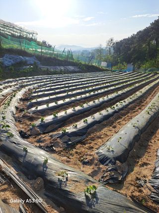 조연만님의 기타작물 · 영농일지 작성글 사진