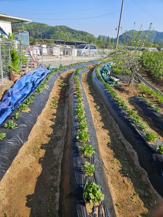 유제상님의 기타작물 · 영농일지 작성글 사진