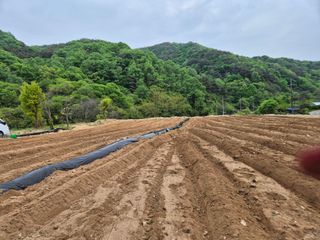 황금님의 기타작물 · 영농일지 작성글 사진
