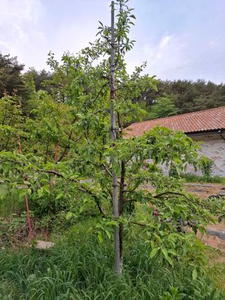 주재필님의 사과 · 영농일지 작성글 사진
