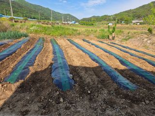 백호순(후추)님의 고추 · 영농일지 작성글 사진