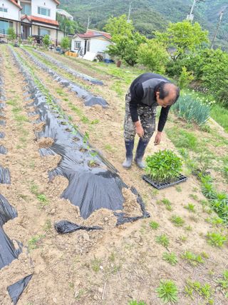 김영숙님의 고추 · 영농일지 작성글 사진