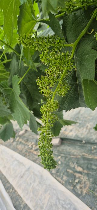 이화주님의 포도 · 영농일지 작성글 사진