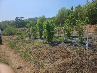 쌍학리 농민님의 두릅 · 영농일지 작성글 사진