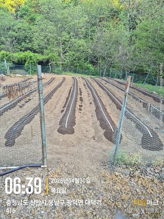 매실21434님의 작성글 사진