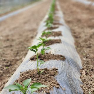 유원준님의 고추 · 영농일지 작성글 사진