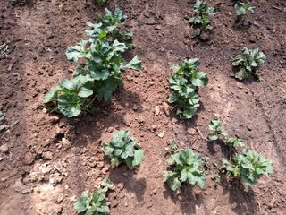 최한기님의 기타작물 · 영농일지 작성글 사진