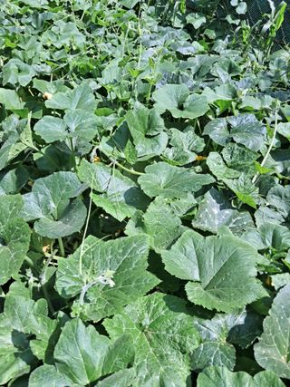 최한기님의 기타작물 · 영농일지 작성글 사진