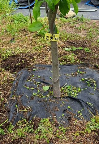 주윤발이님의 배 · 영농일지 작성글 사진