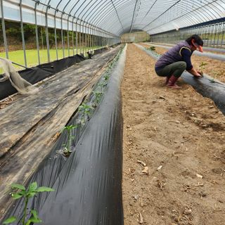 유원준님의 고추 · 영농일지 작성글 사진