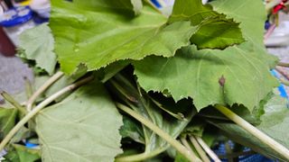 늘해랑농원님의 기타작물 · 영농일지 작성글 사진