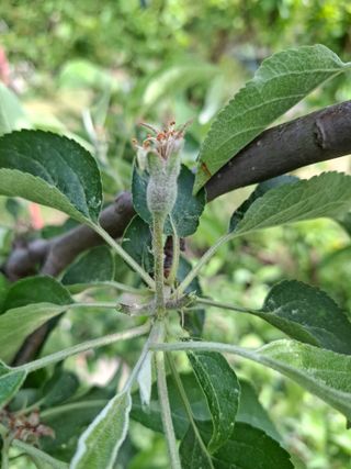 주재필님의 사과 · 영농일지 작성글 사진